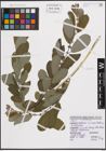 Foto von Salix cinerea L.